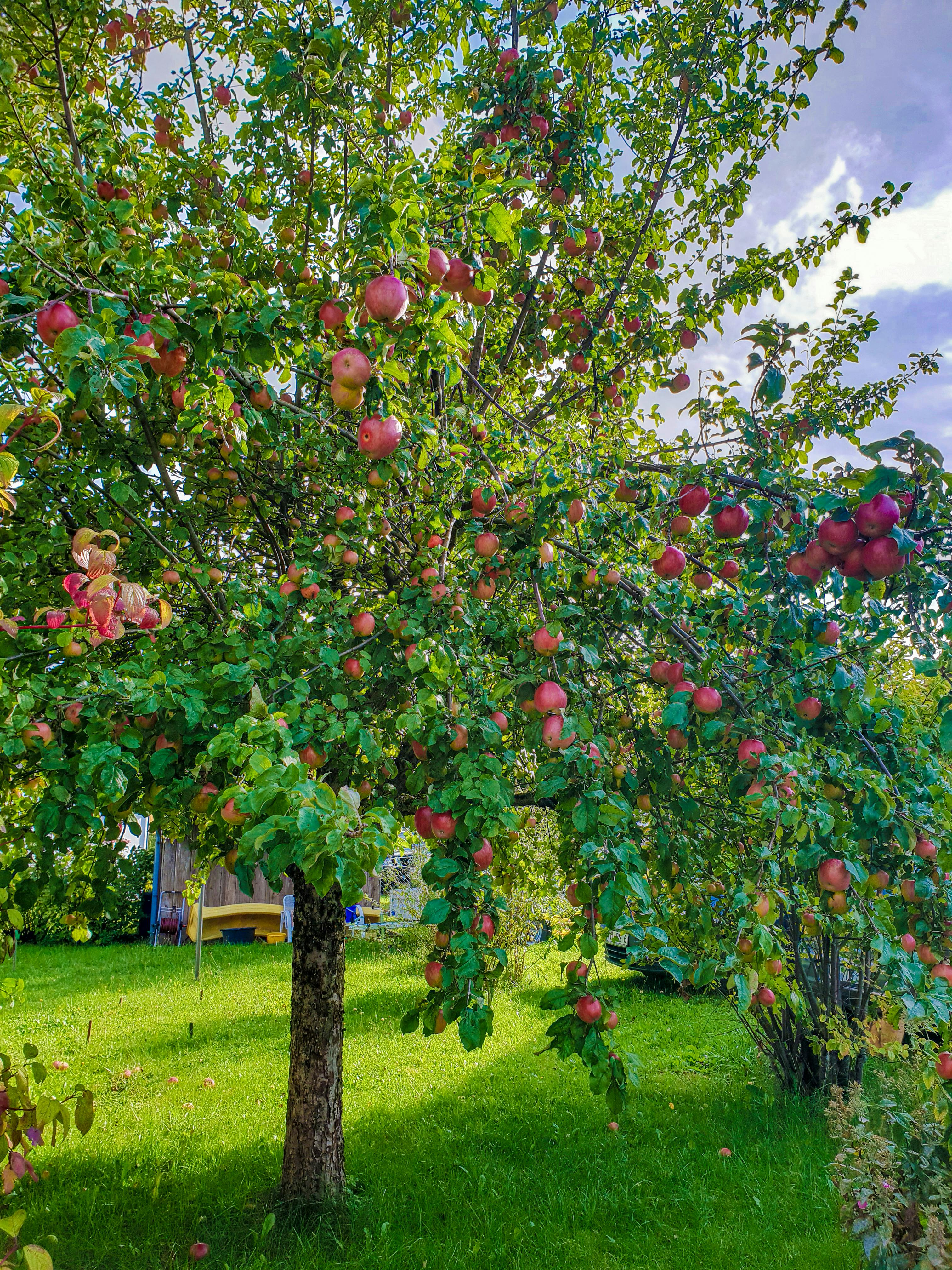 Pflanzen und Garten im Aniverda Ratgeber