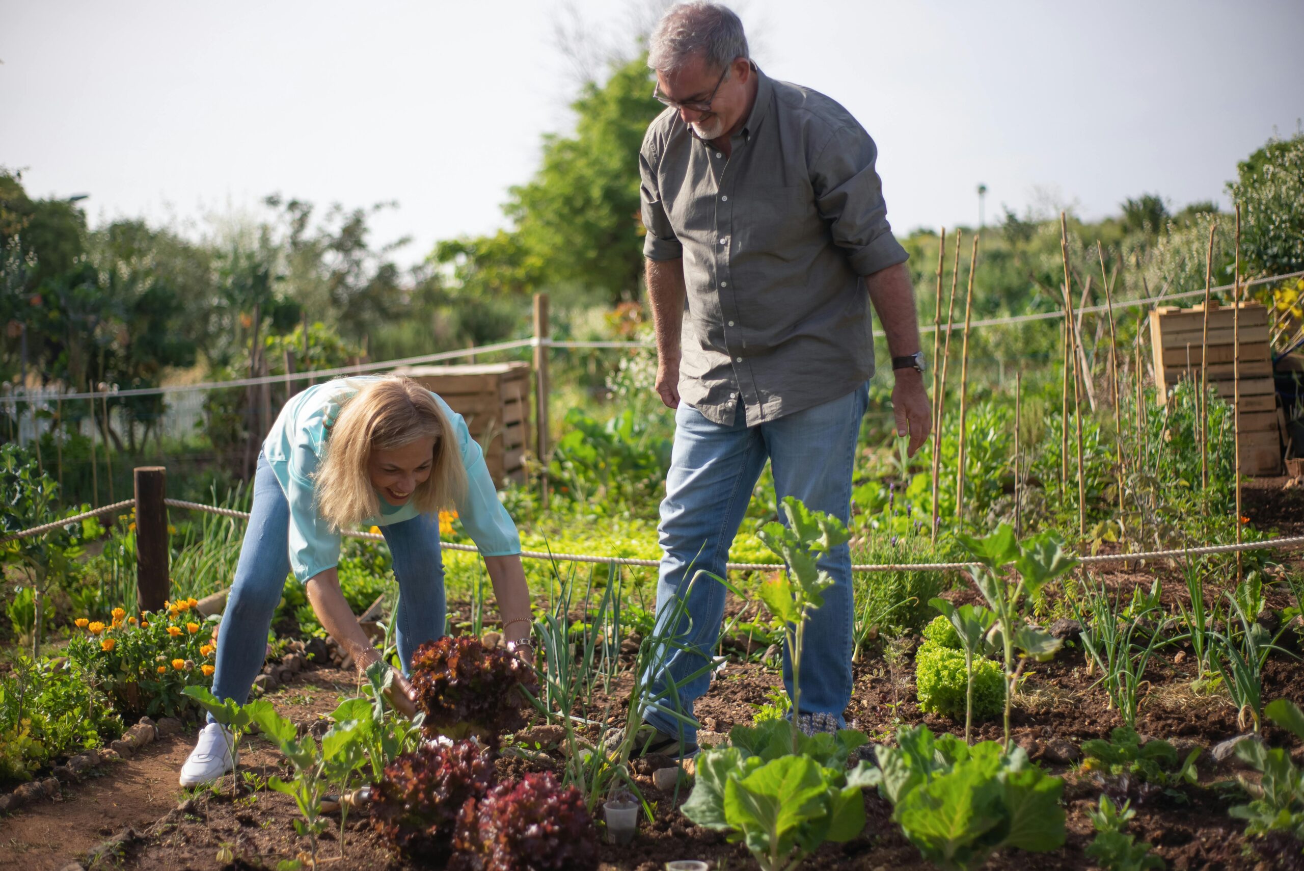 Gemüsegarten als Aniverda Pflanzenwelt