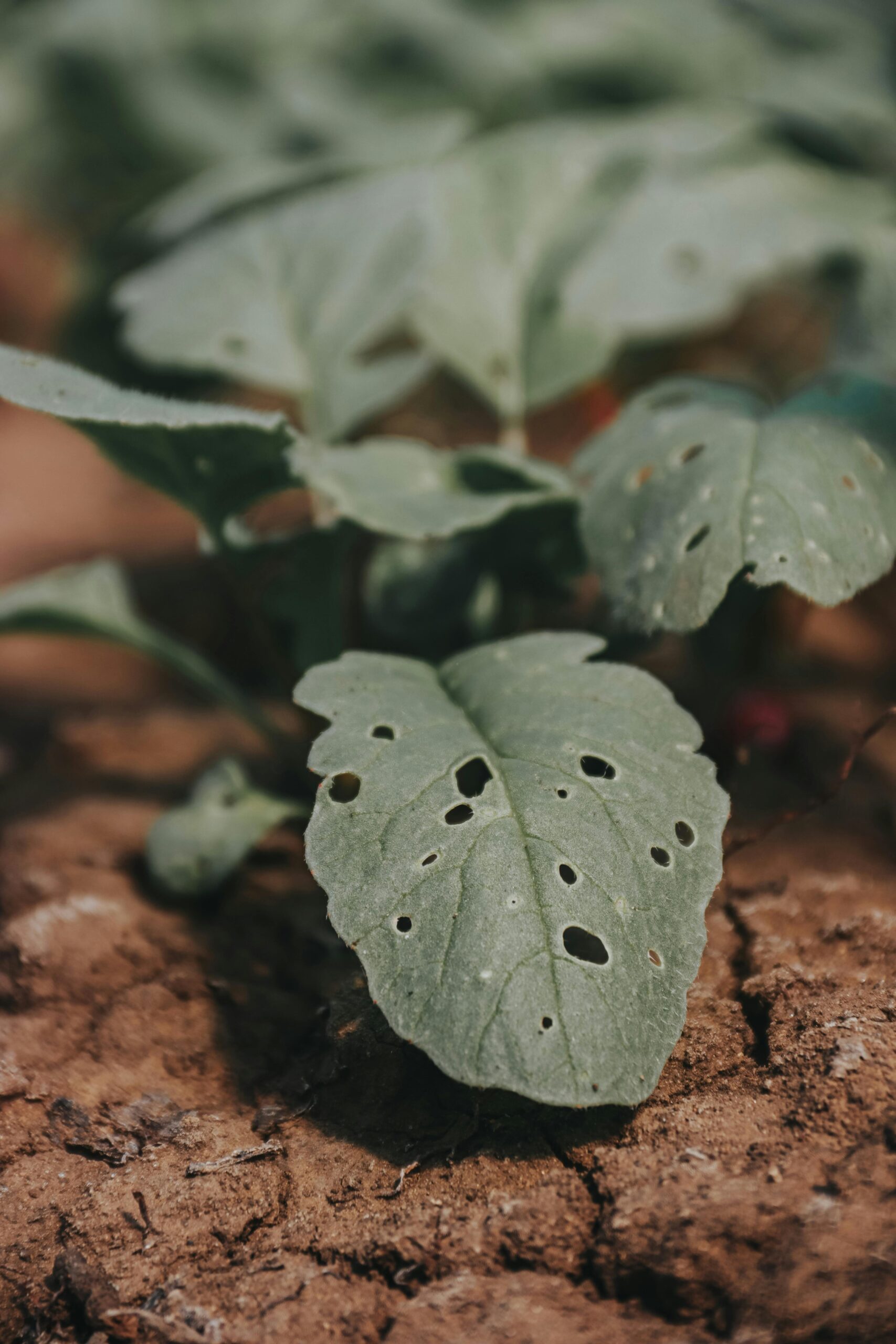 Blätter mit Fraßspuren im Garten