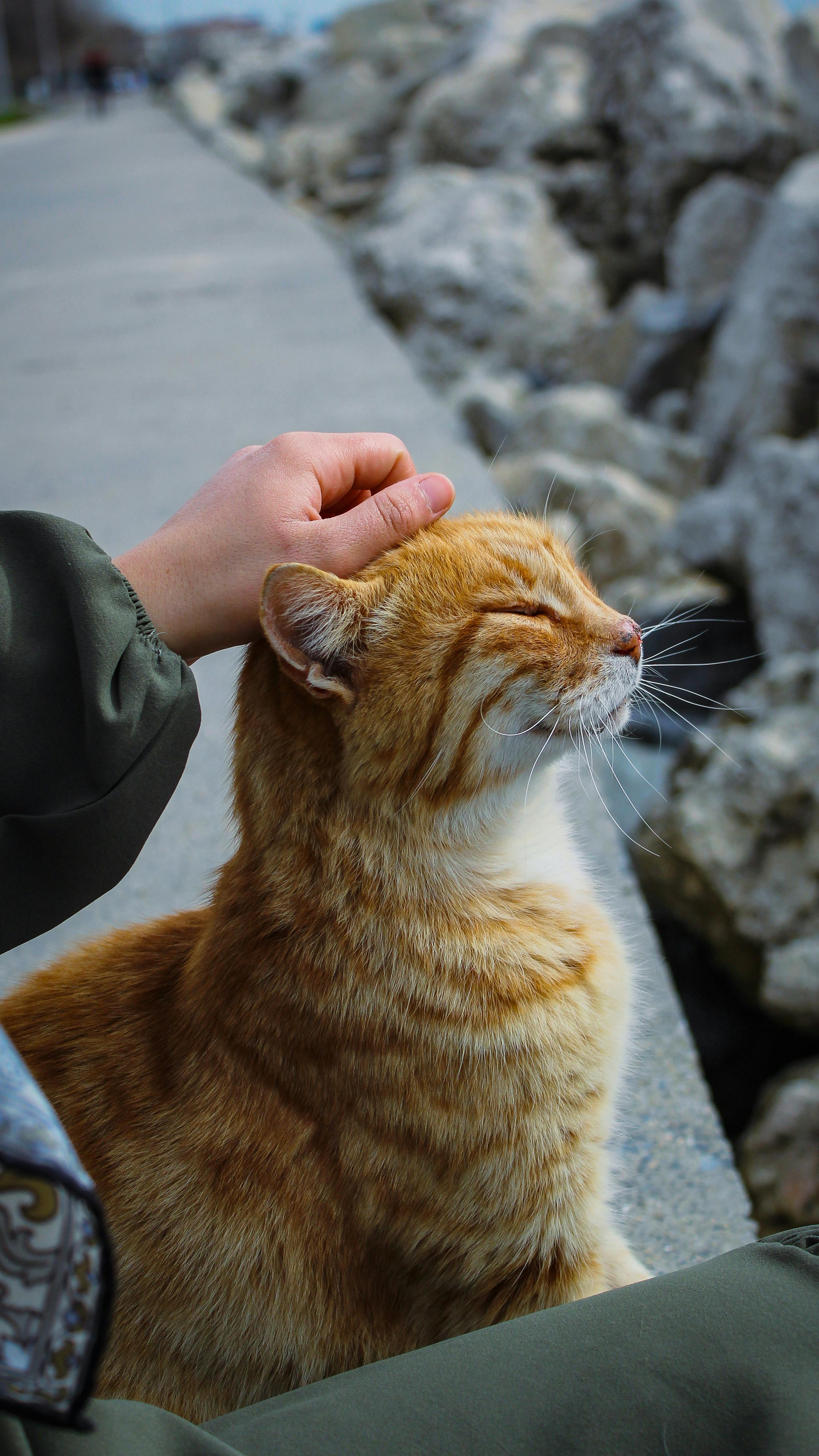 Katze im Zuhause oder Garten