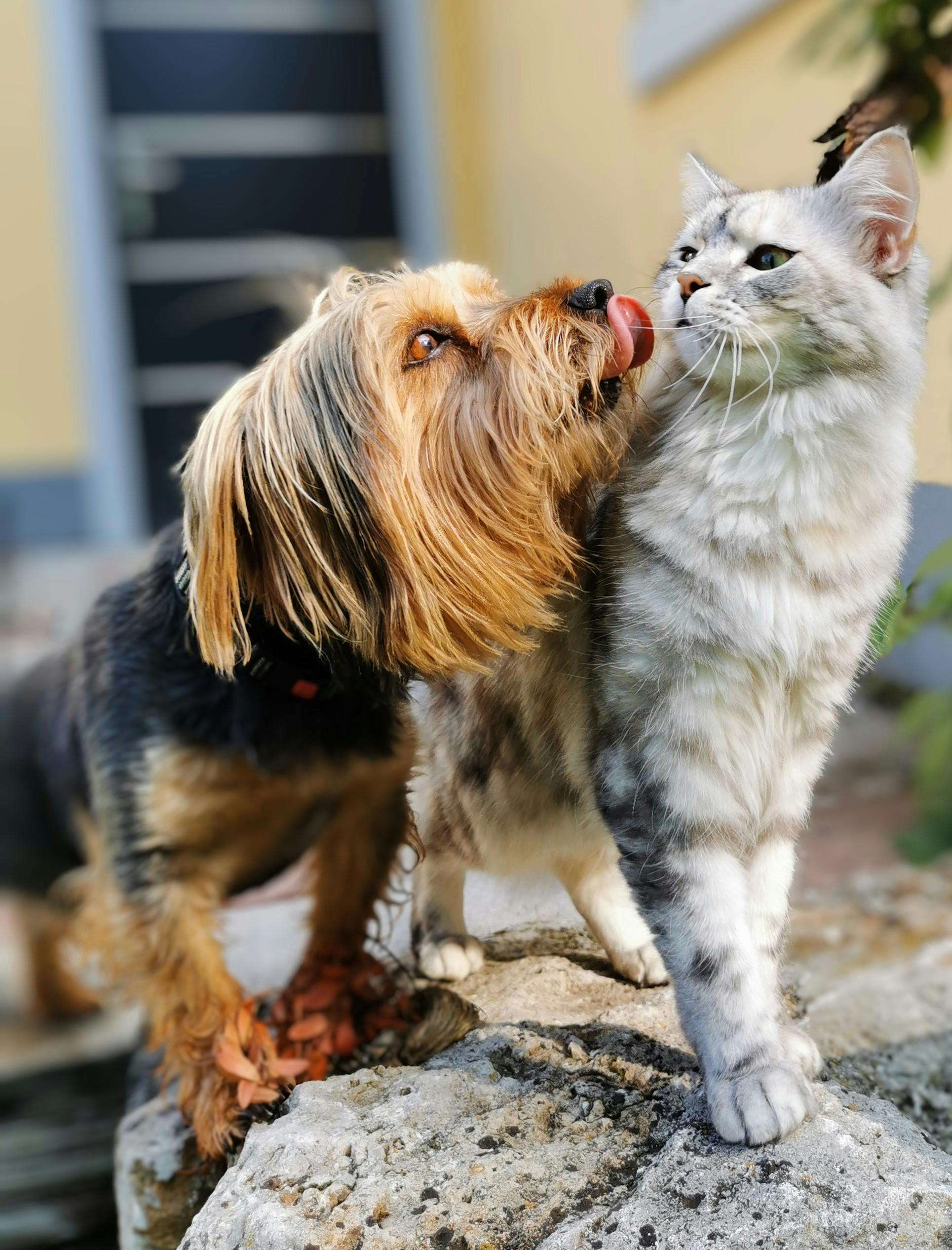 Hund und Katze als Aniverda Tierwelt