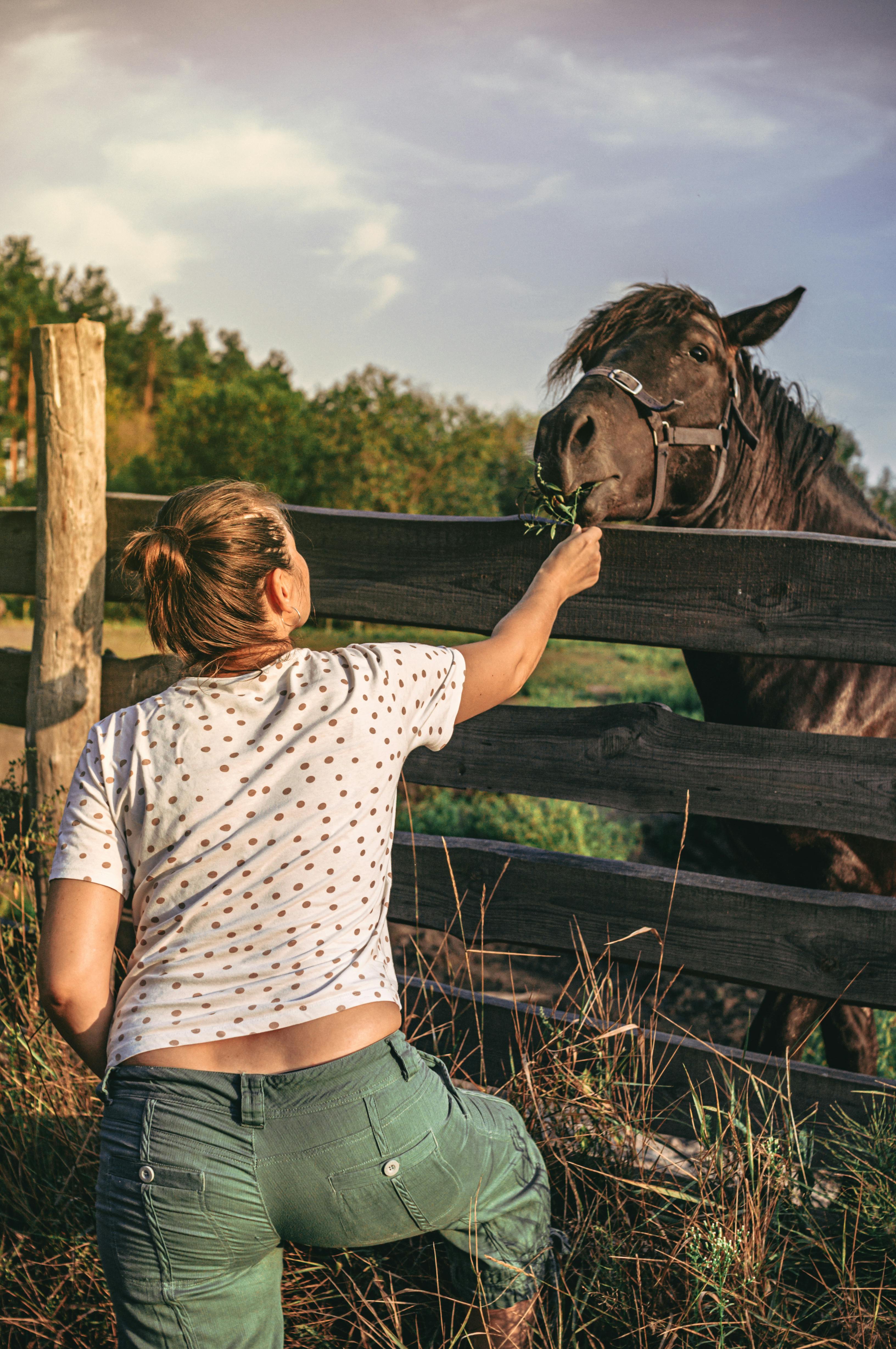 Pferd im Stall oder auf der Weide